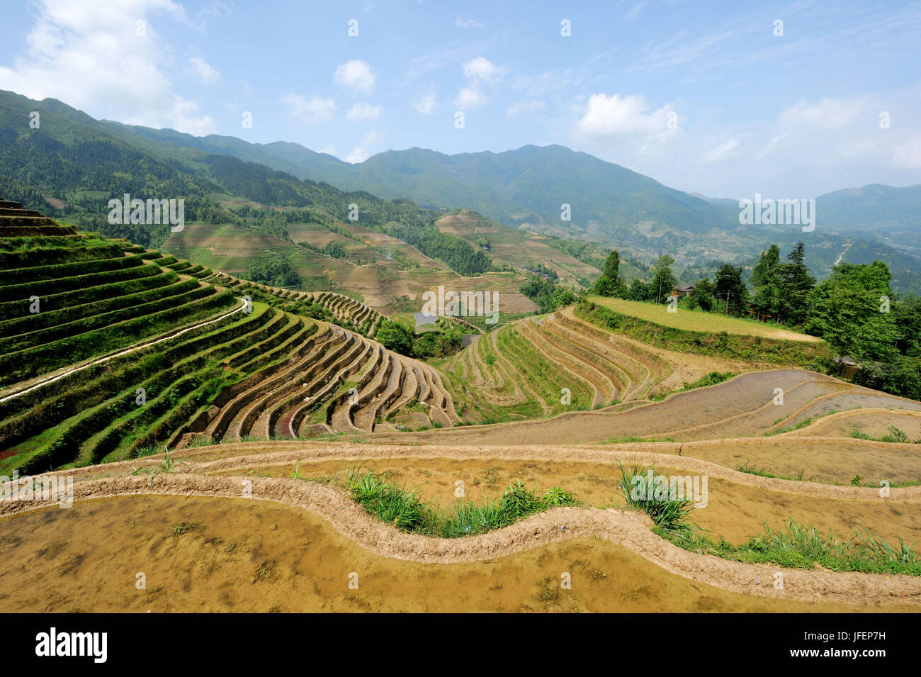 Cina, provincia di Guangxi, terrazze di riso a Longji intorno a Longsheng Foto Stock