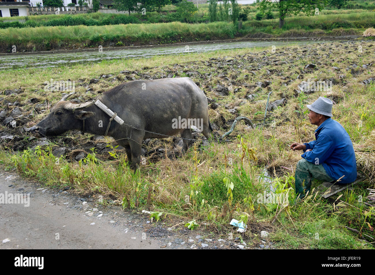 Cina, provincia di Anhui, campagna intorno al villaggio di Hongcun, patrimonio mondiale dell'UNESCO, Foto Stock