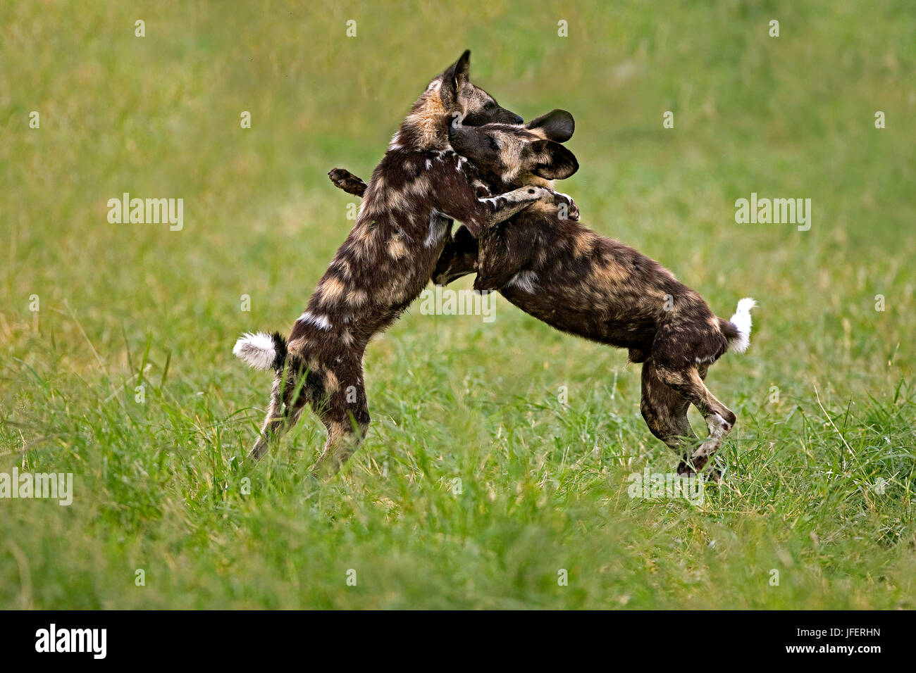African Wild Dog, lycaon pictus, adulti combattimenti, Namibia Foto Stock