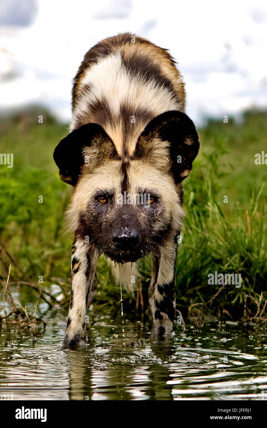 African Wild Dog, lycaon pictus, permanente al foro per l'acqua, Namibia Foto Stock