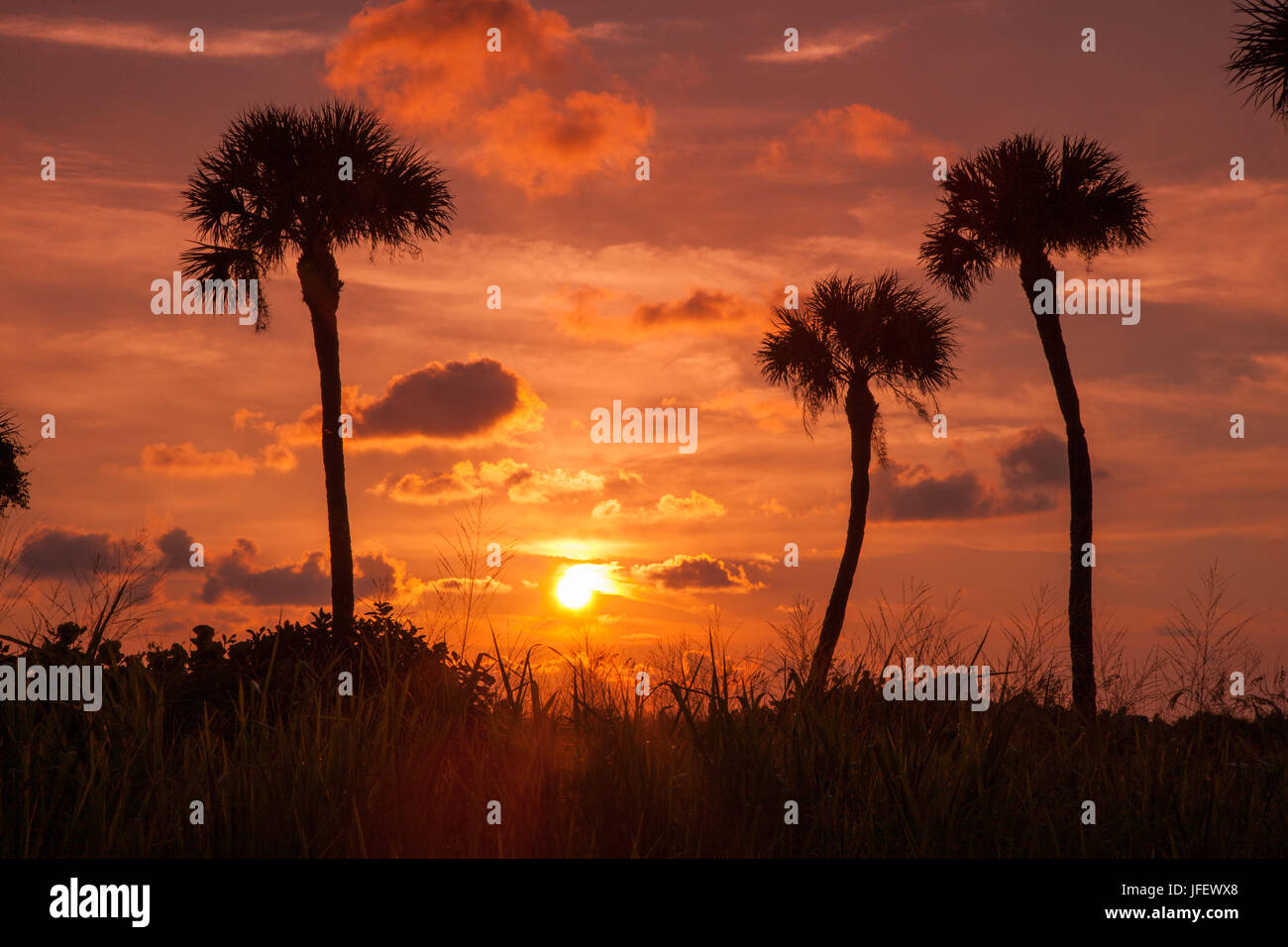Palme al tramonto di Captiva Island, Florida Foto Stock