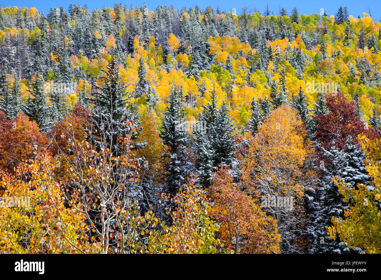 Pino e Aspen alberi coperti di neve dopo un inizio di tempesta nelle montagne di San Juan a Colorado Foto Stock