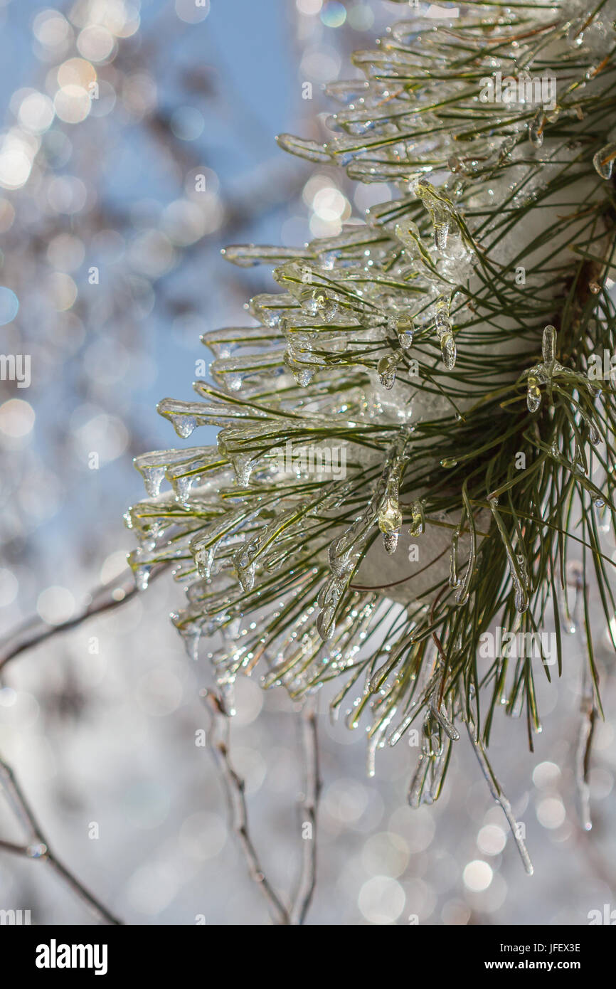 Il ghiaccio e la neve coperto pino aghi in inverno Foto Stock