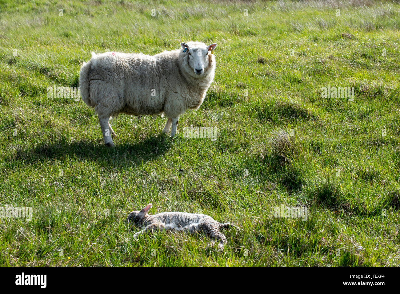 Pecore bianche, per pecora a sorvegliare le morti di agnello in prato in primavera Foto Stock
