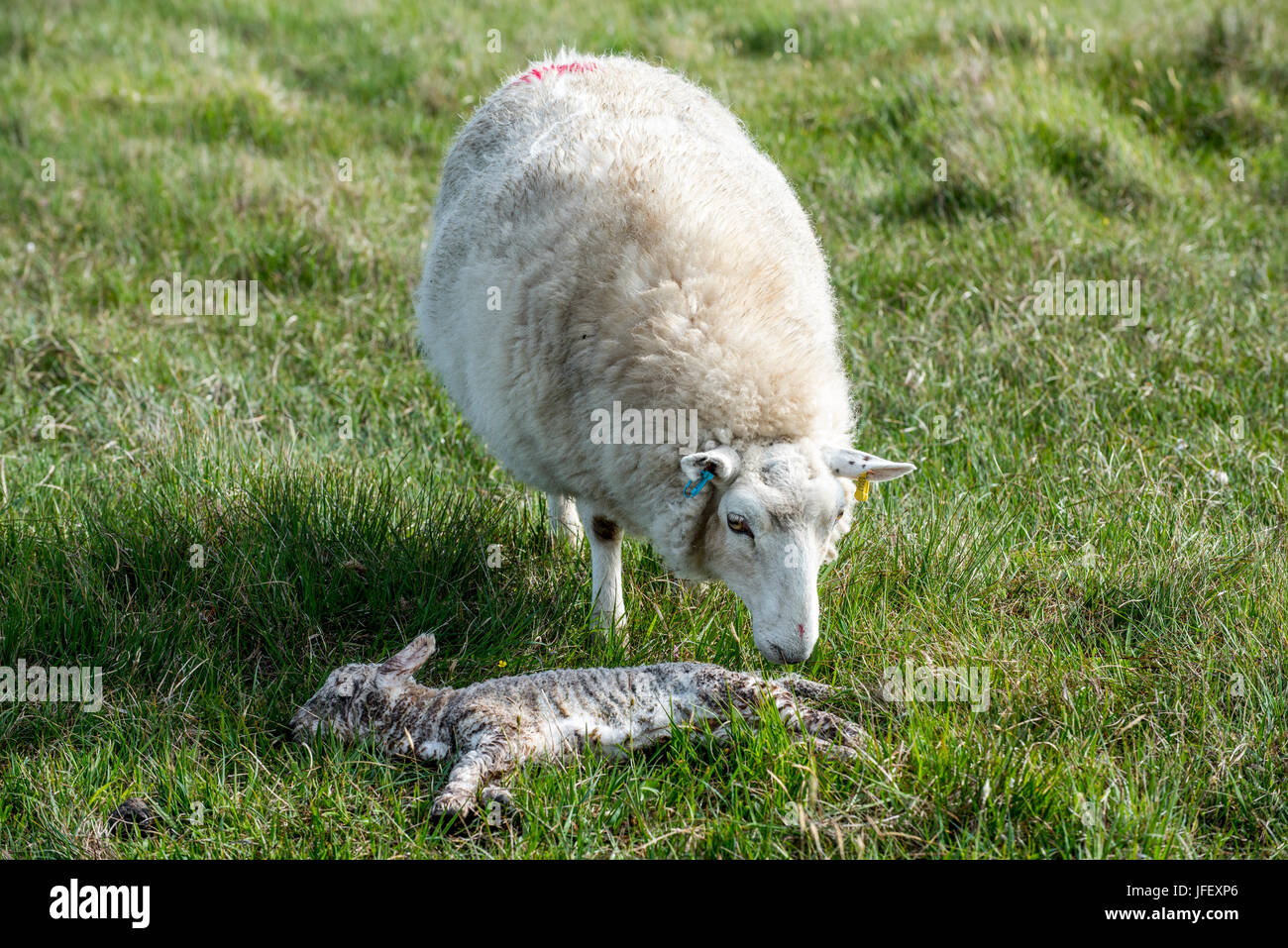 Pecore bianche, pecora sniffing al suo agnello morto nel prato in primavera Foto Stock