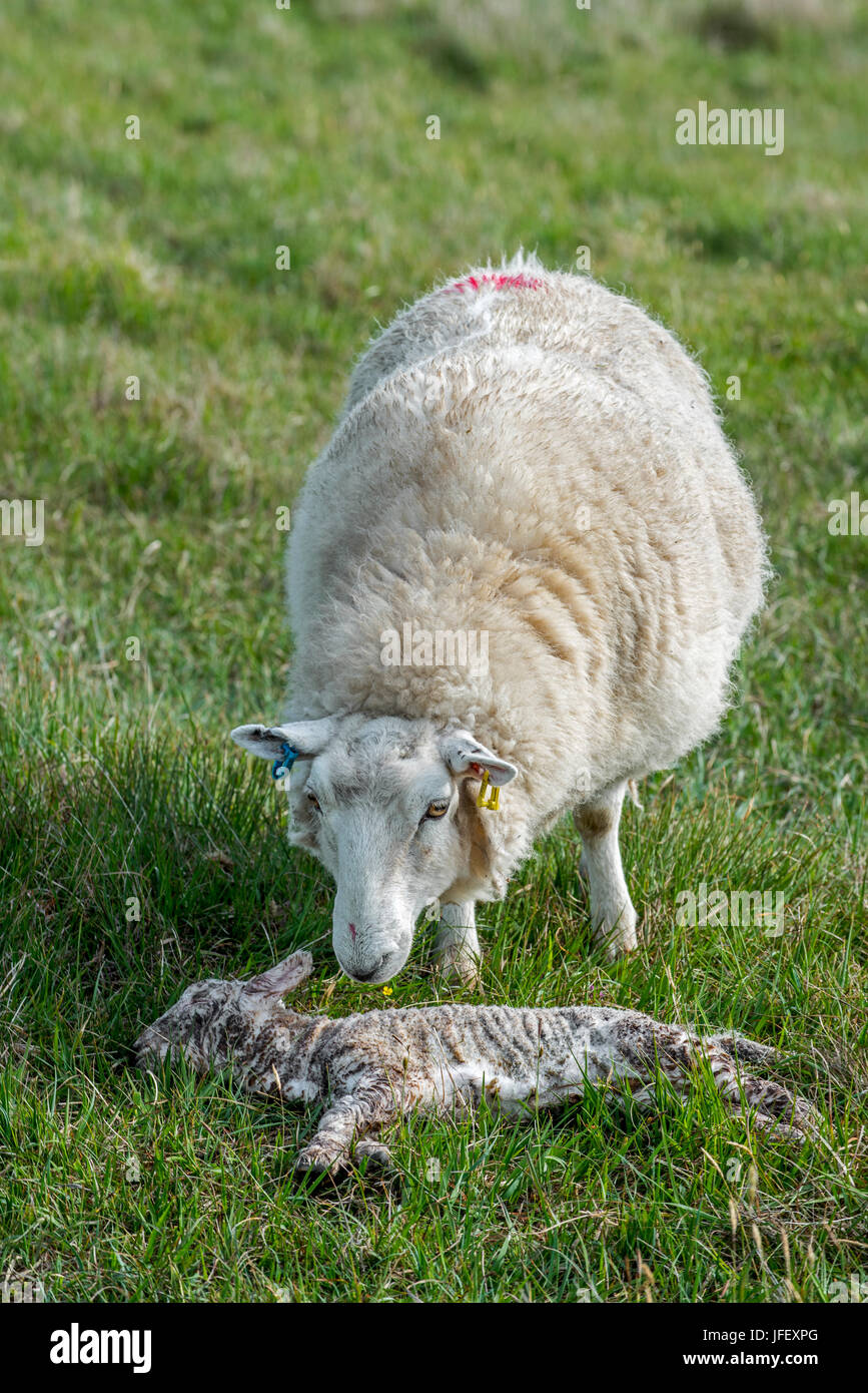 Pecore bianche, pecora sniffing al suo agnello morto nel prato in primavera Foto Stock