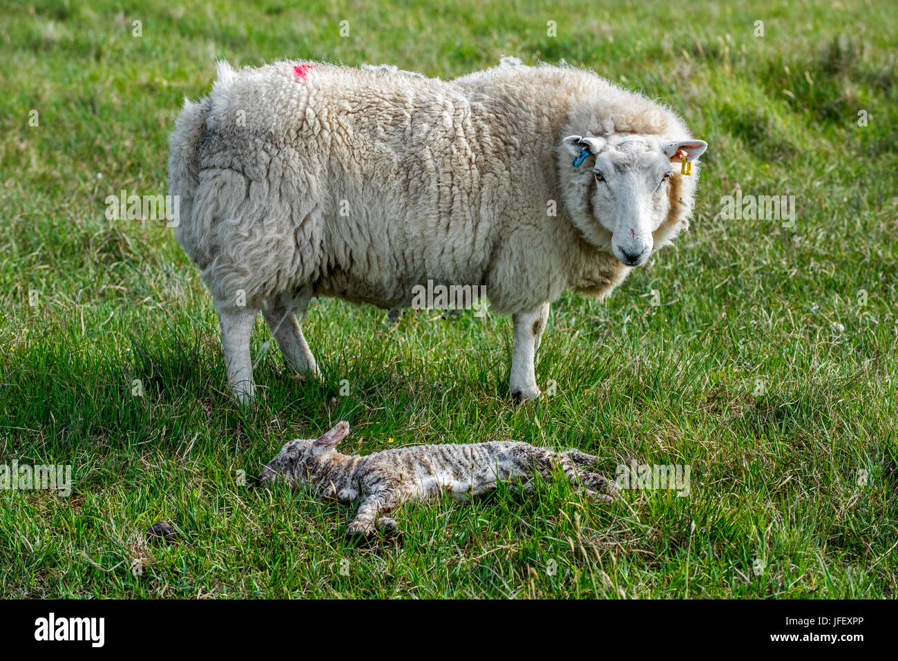 Pecore bianche, pecora morta di guardia agnello in prato in primavera Foto Stock