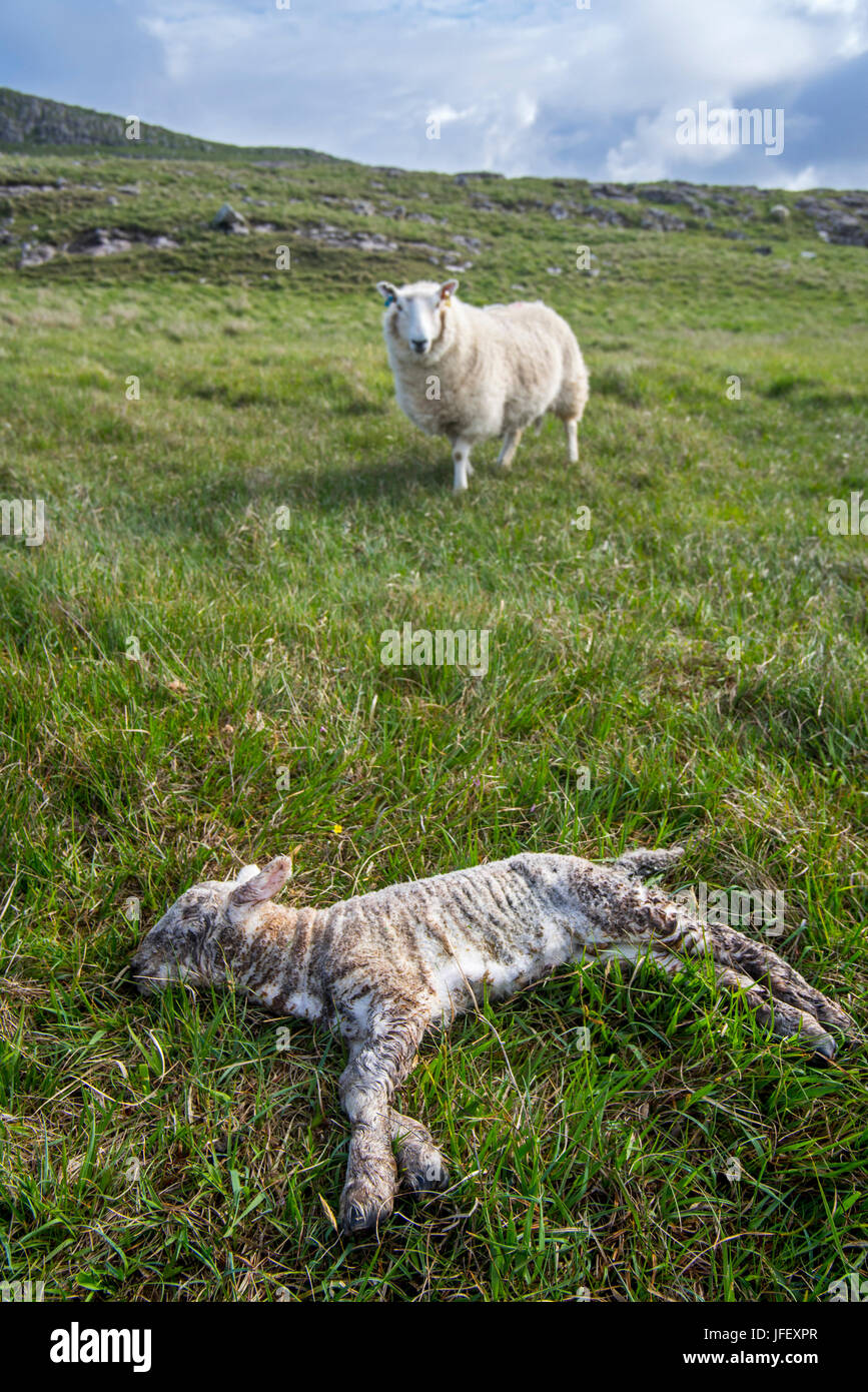 Pecore bianche, per Pecora con agnello morto nel prato in primavera Foto Stock