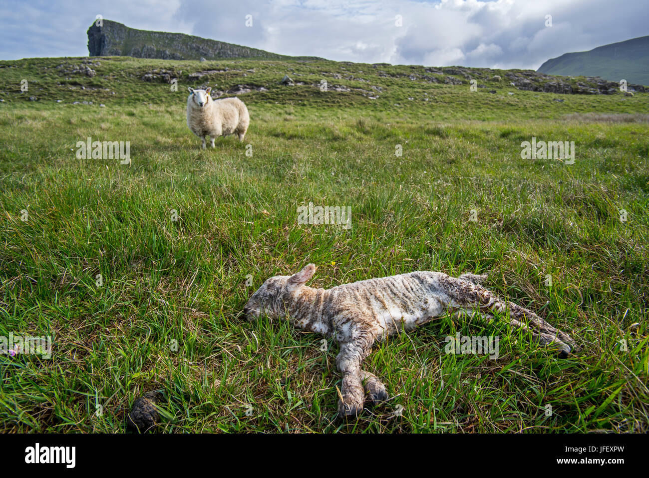 Pecore bianche, per Pecora con agnello morto nel prato in primavera Foto Stock
