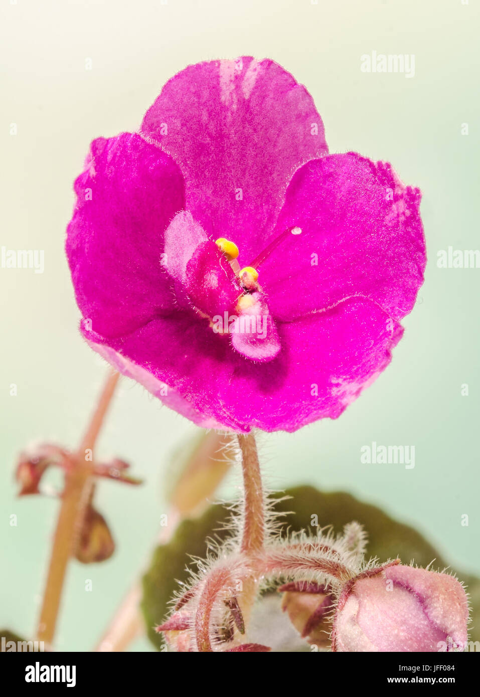 Violetta Saintpaulias fiori, comunemente noto come violette africane, Parma violette, close up Foto Stock