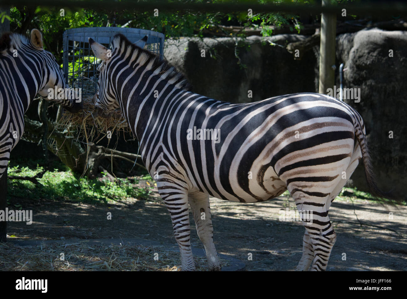 Zebra in lo zoo di Taronga, Australia Foto Stock