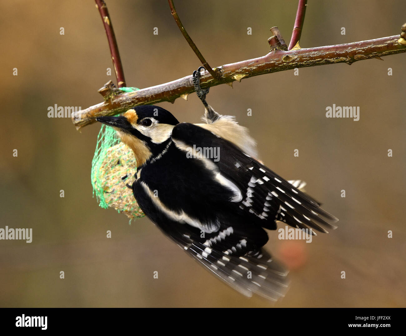 Bird; woodpecker; grande picchio spottet Foto Stock