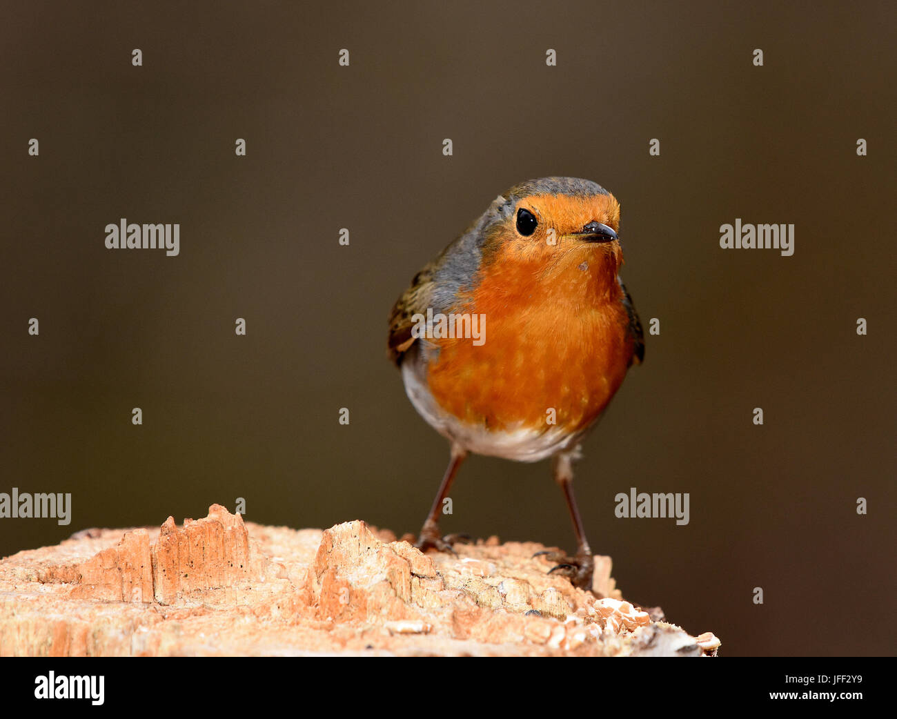 Bird; Rubin, redbreast; ruddock, Foto Stock