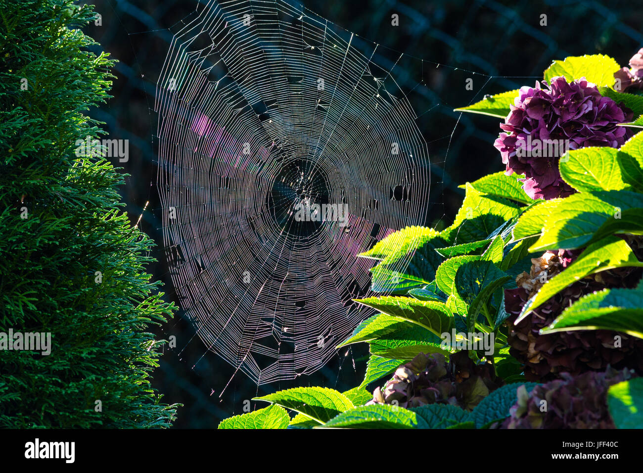 Spider Web con rugiada di mattina retroilluminato Foto Stock