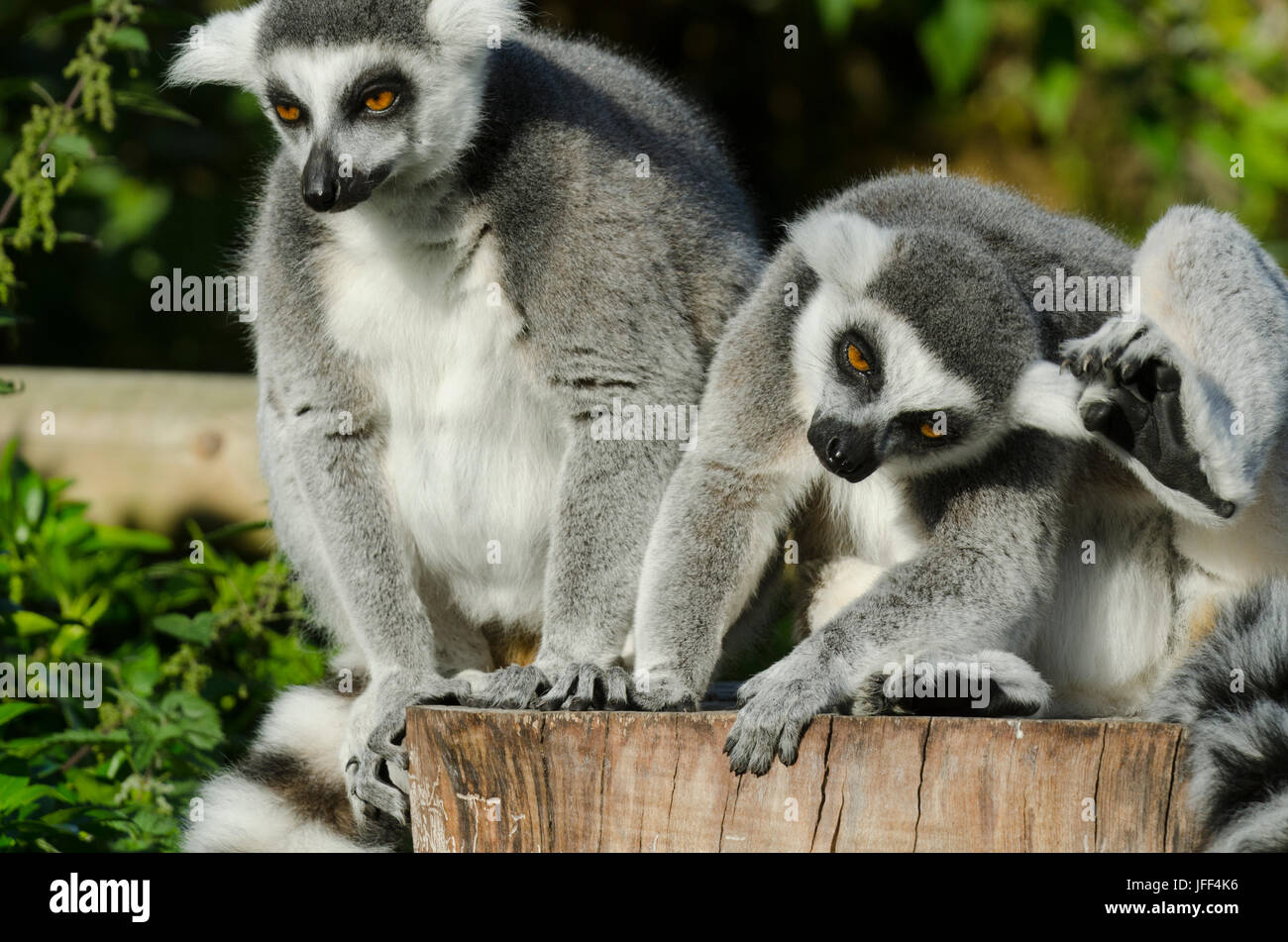 Lemure Ring-Tailed Foto Stock