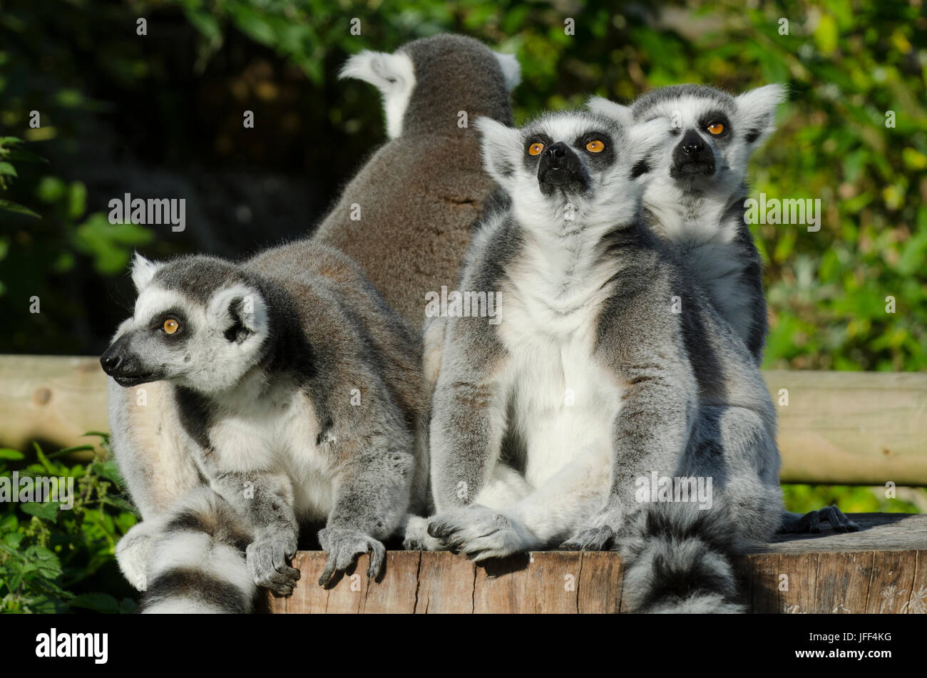Lemure Ring-Tailed Foto Stock