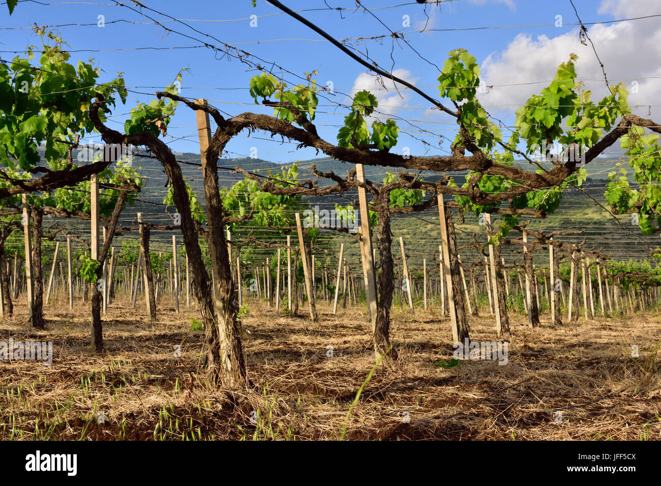 I vitigni che crescono sul filo alla rete di supporto in vigneto, Lazio distretto, Italia Foto Stock