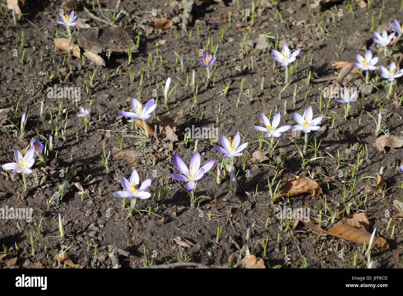 Crocus tommasinianus, Bosco Crocus Foto Stock