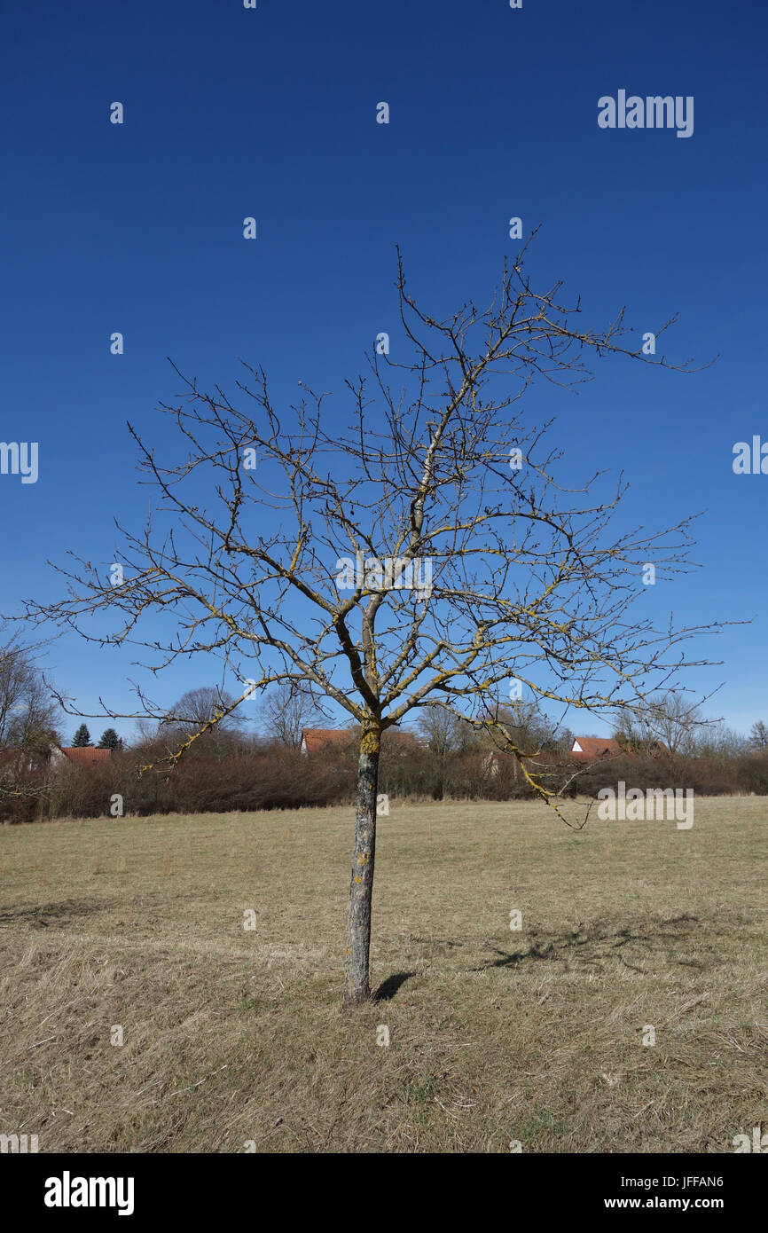 Malus domestica, Melo Foto Stock