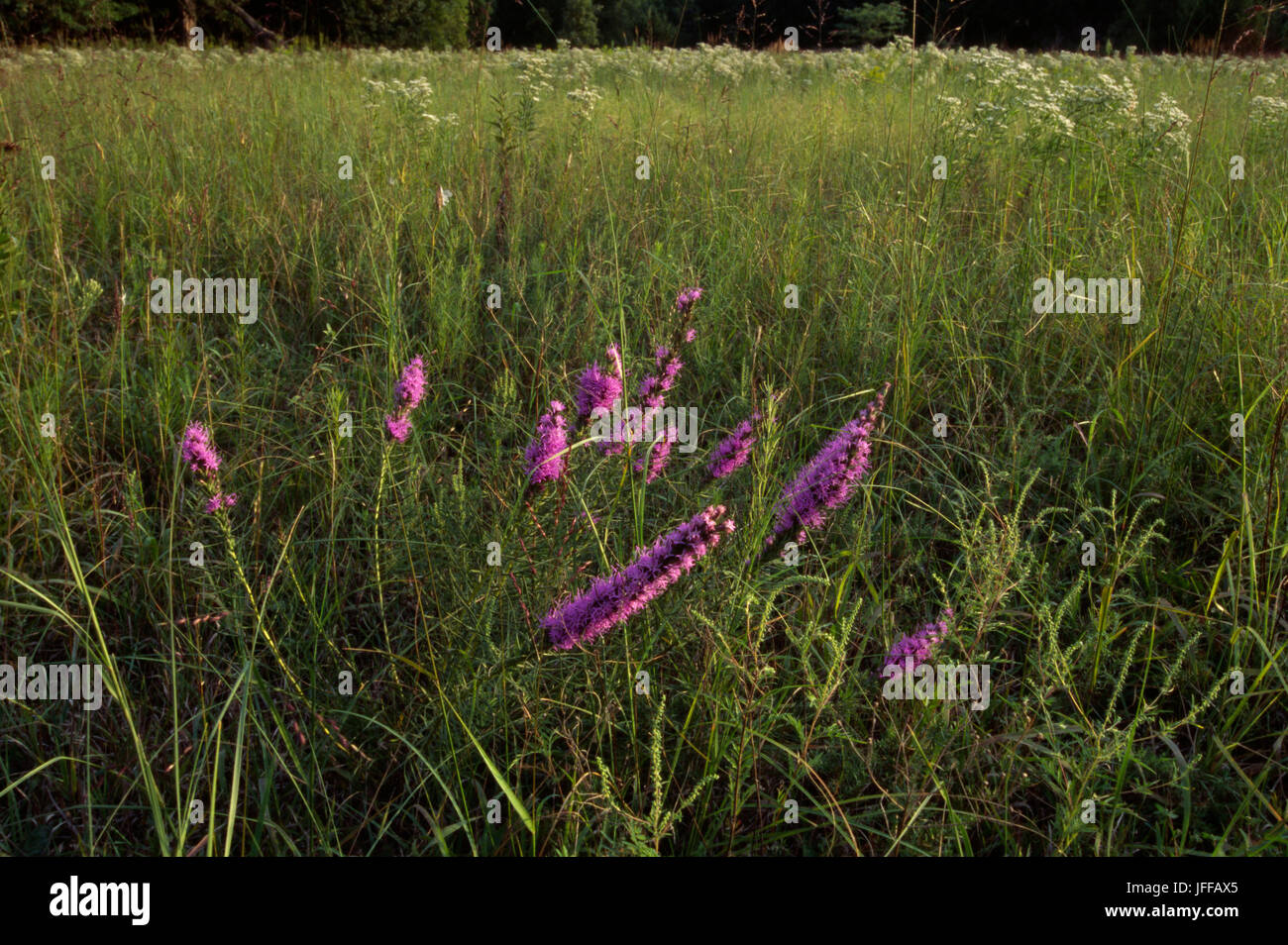 Prairie, Konza Prairie preservare, Kansas Foto Stock