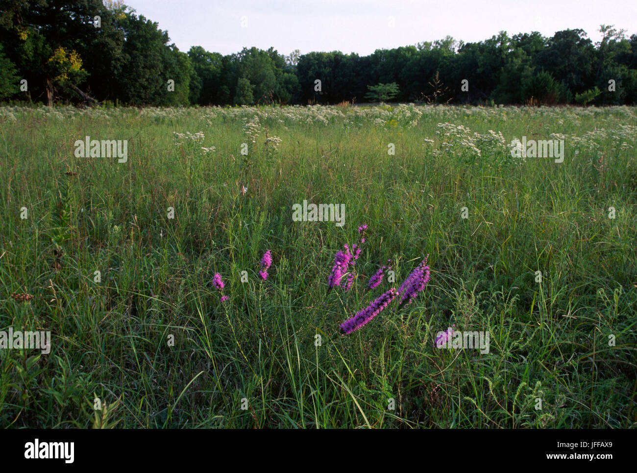 Prairie, Konza Prairie preservare, Kansas Foto Stock