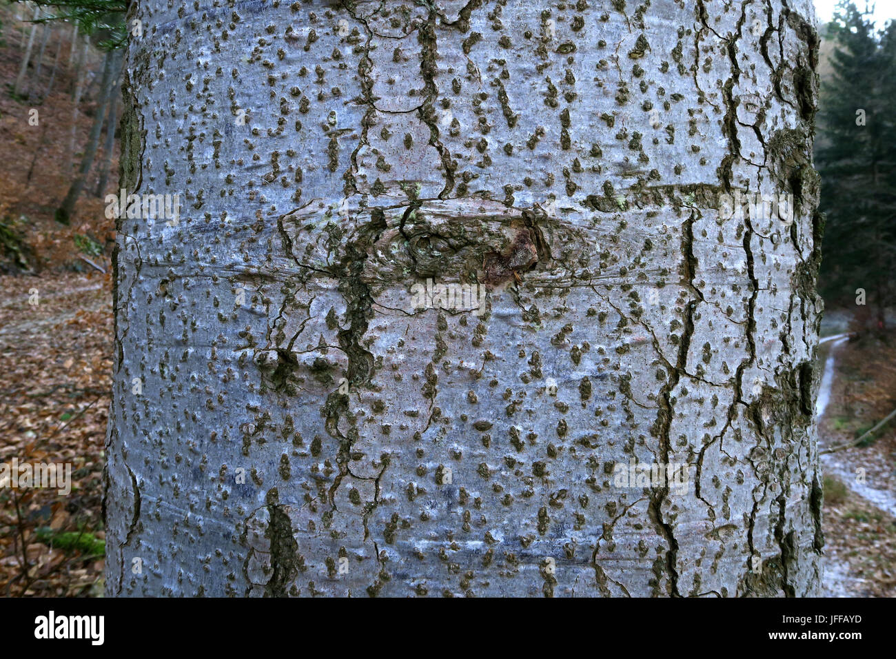 L'abete; bianco; di abete e pino cembro; corteccia; crosta Foto Stock