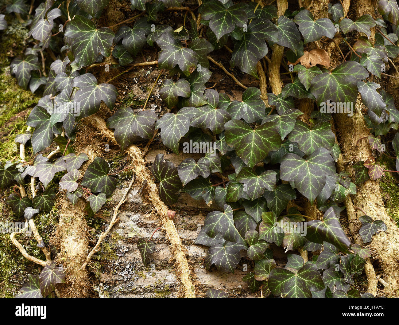 Ivy; Hedera helix; pianta rampicante; Foto Stock