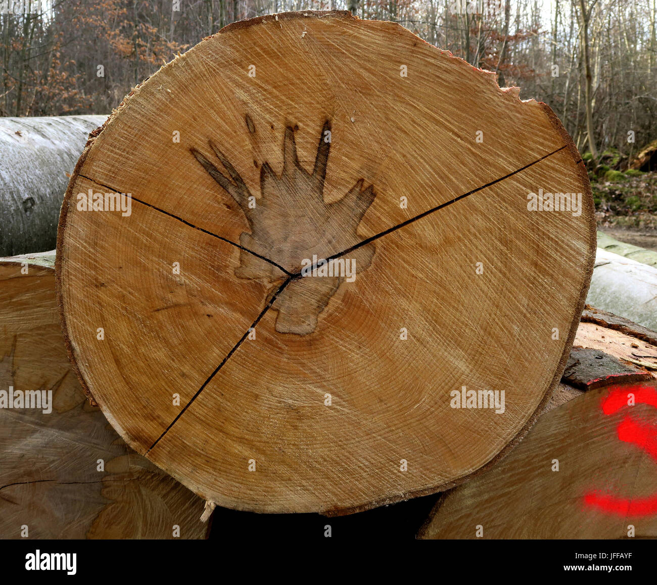 Il faggio; comune faggio; tree pit; Foto Stock