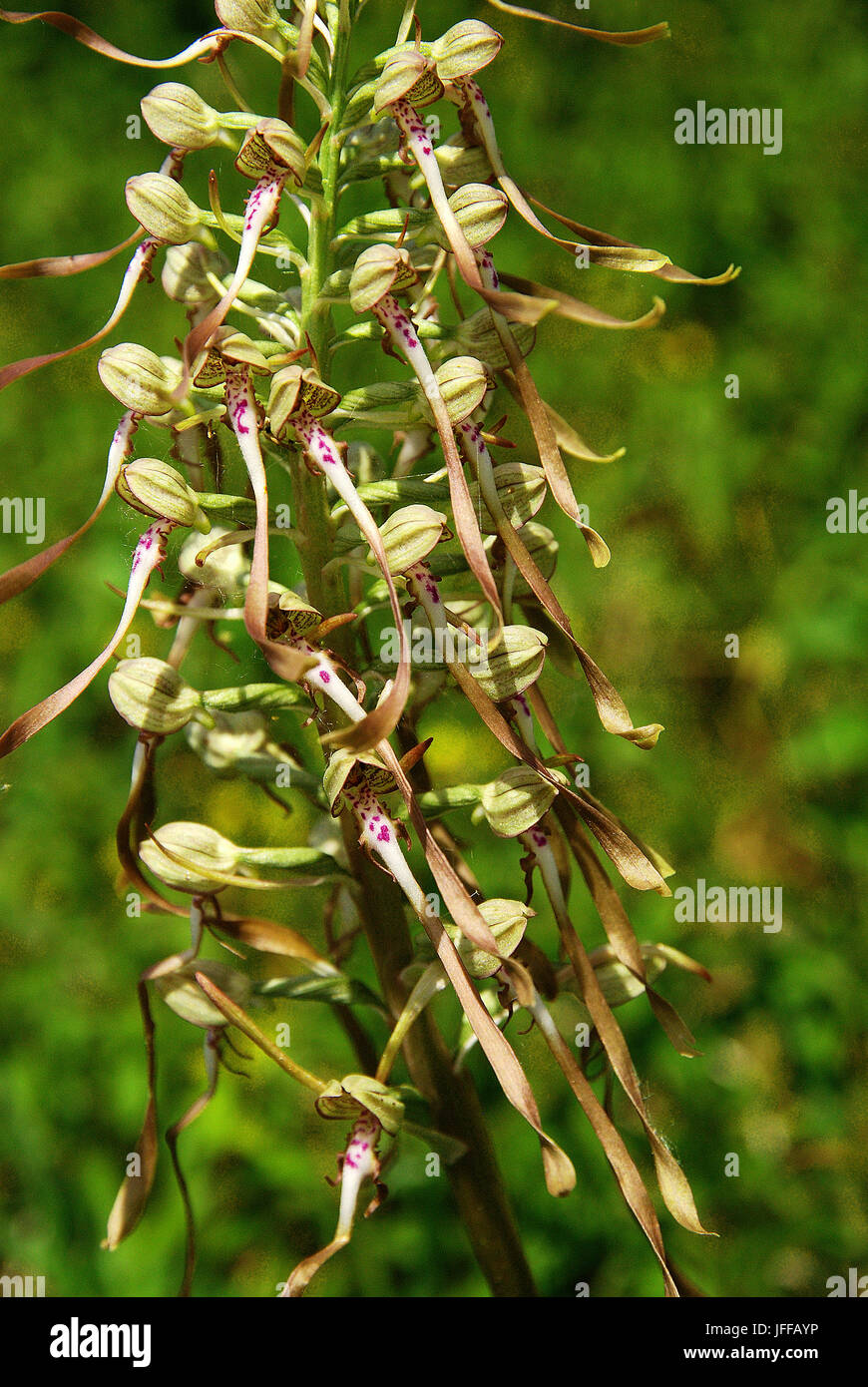 Orchid; Lizard orchid; Foto Stock