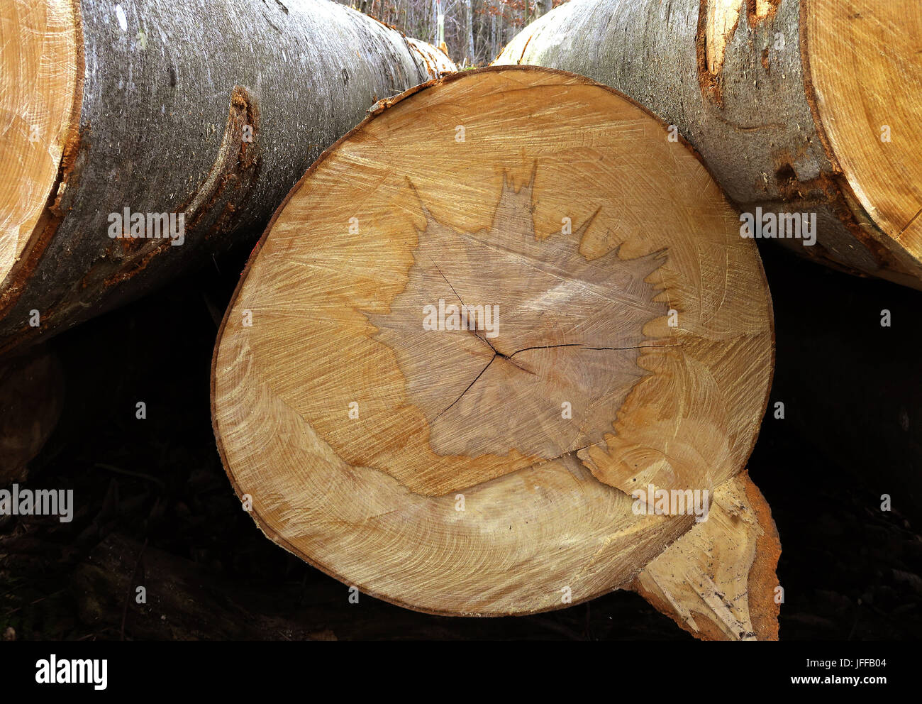 Il faggio; comune faggio; tree pit; Foto Stock