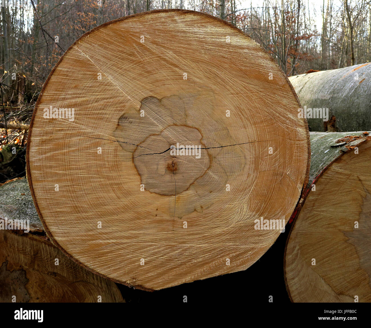 Faggio; faggio europeo; tree pit; Foto Stock