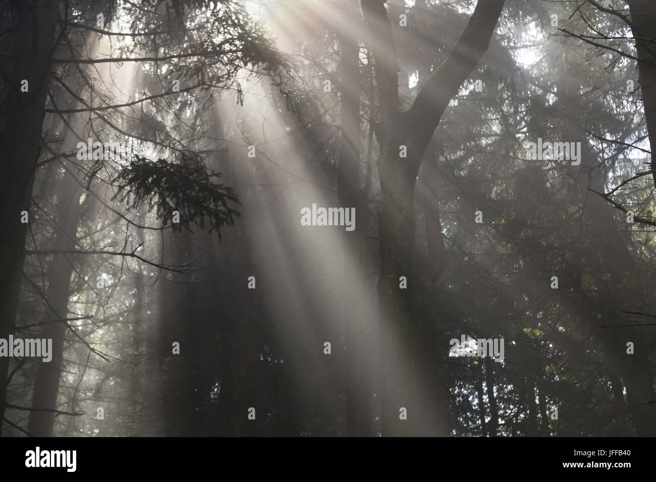 Sunbeam in una foresta Foto Stock