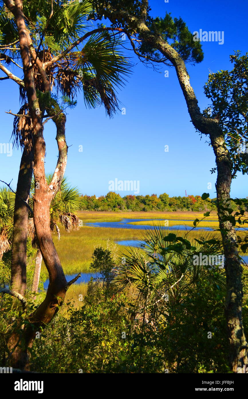 Salt Marsh nel nord-ovest della Florida Foto Stock