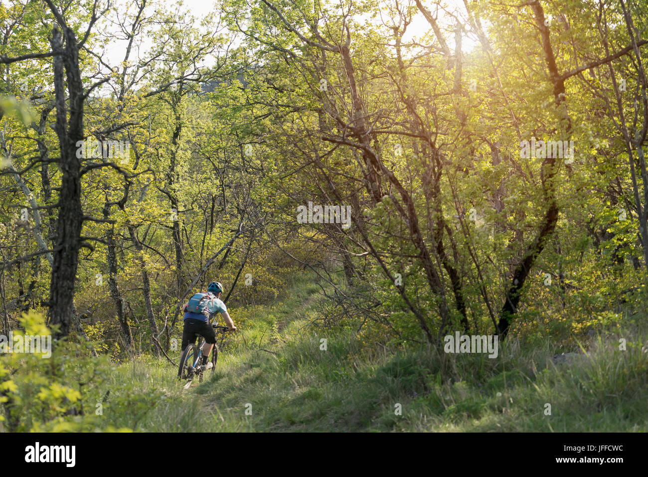 Vista posteriore di uomo maturo equitazione mountain bike attraverso la foresta Foto Stock