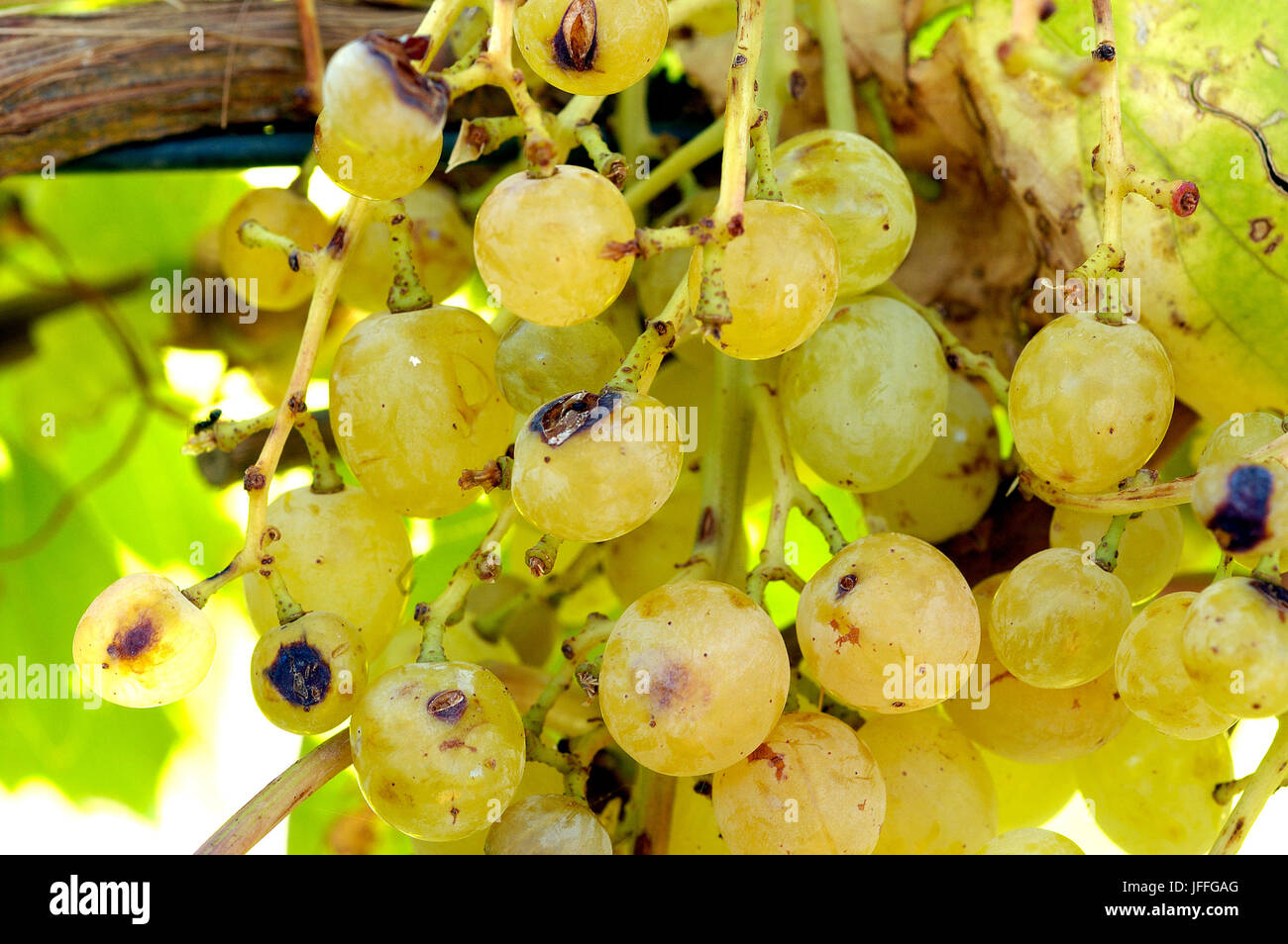 Le uve che mostra i danni da grandine due mesi in precedenza. Foto Stock