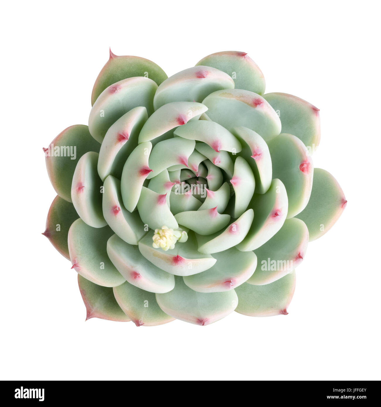 Piante succulente isolato Foto Stock