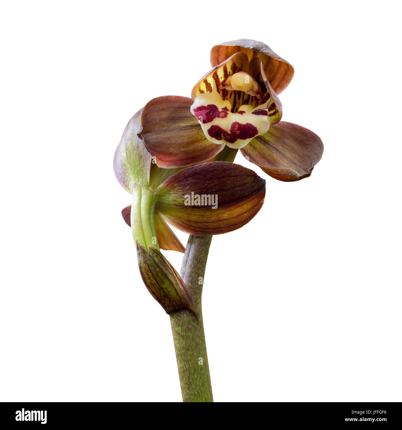 Orchid isolato su bianco Foto Stock