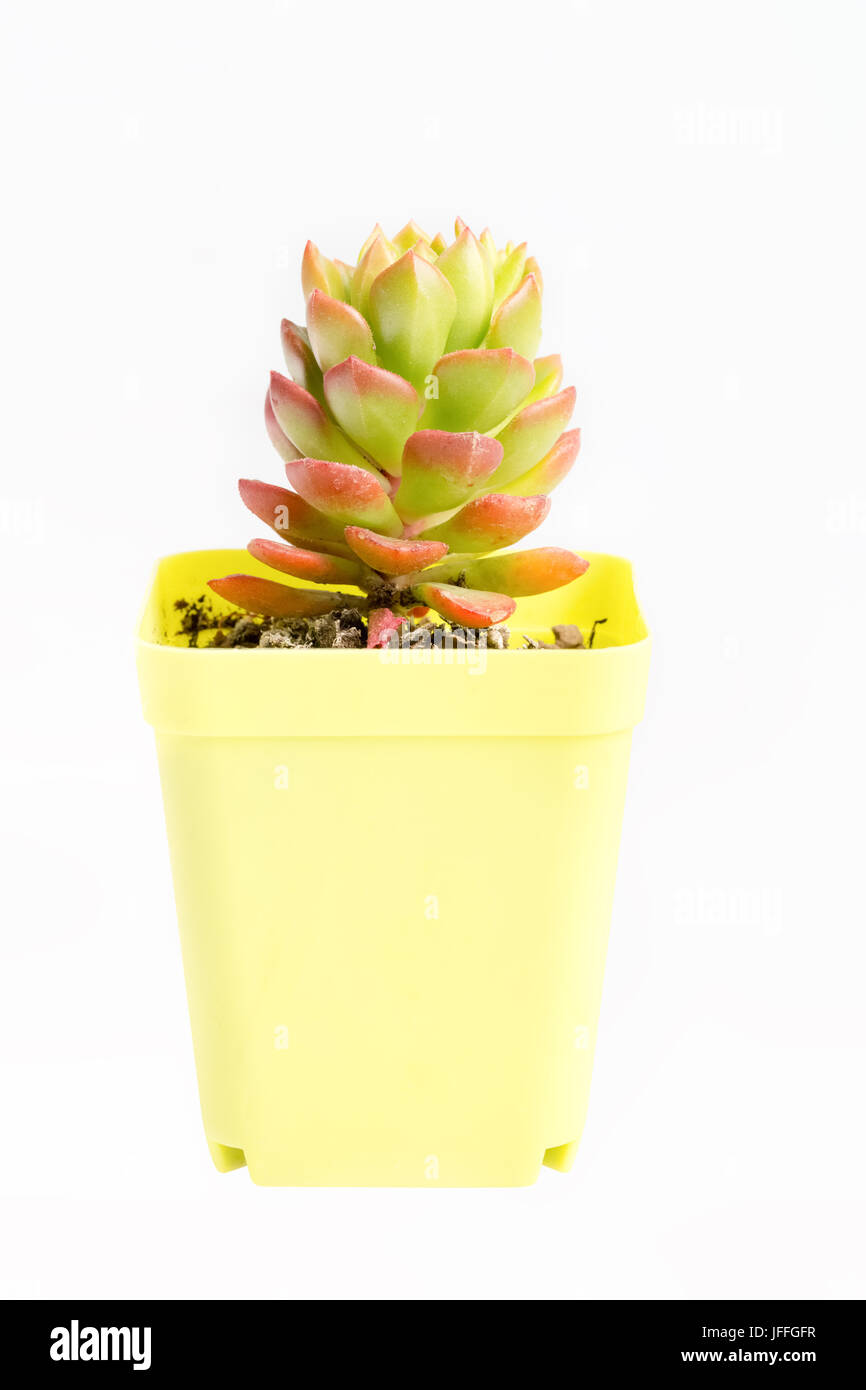 Piante succulente in vaso Foto Stock