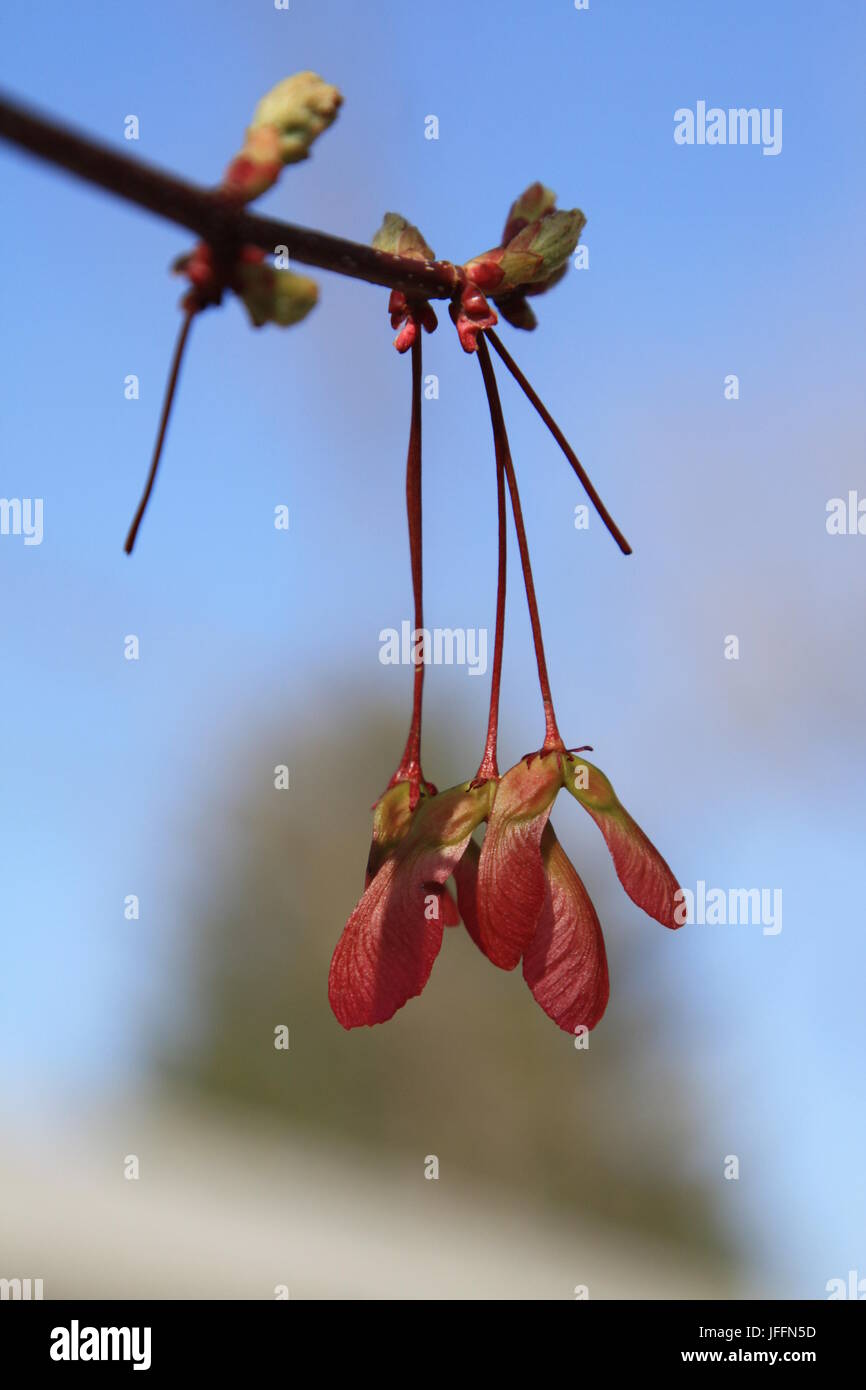 Frutto di un acero Foto Stock