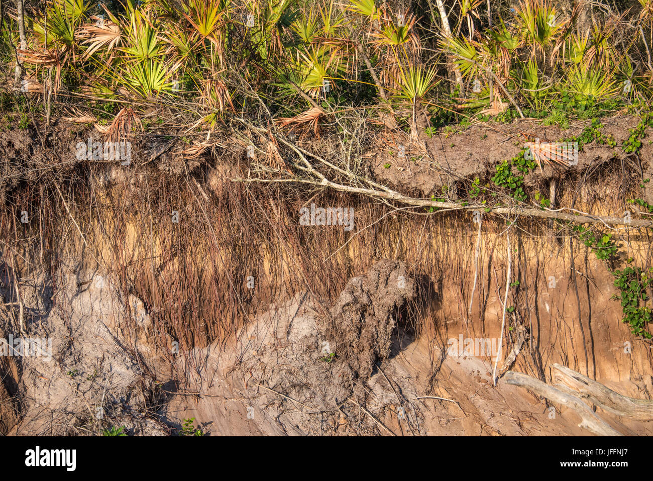 Una spiaggia sabbiosa scogliera con radici esposte dalla spiaggia erosione a Big Talbot Isola del nord-est della Florida. (USA) Foto Stock