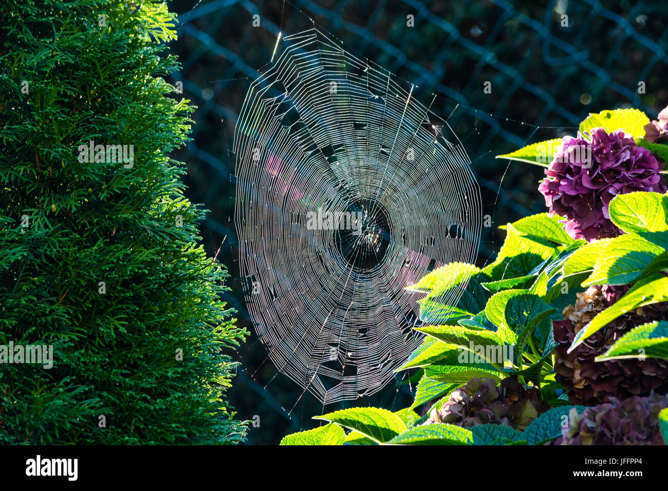 Spider Web con rugiada di mattina retroilluminato Foto Stock