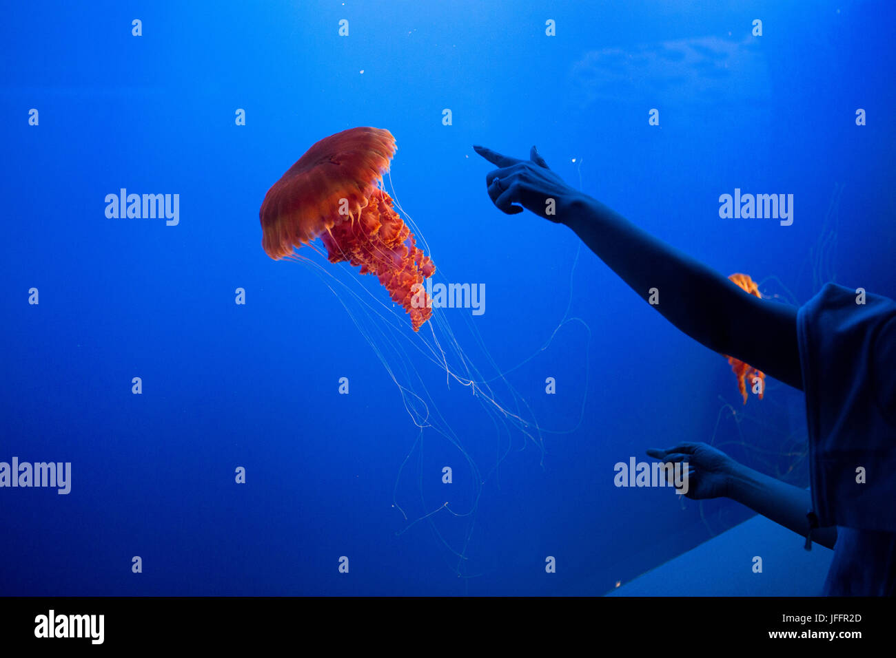 Visitatori presso il Monterey Bay Aquarium punto in mare Meduse di ortica in un serbatoio. Foto Stock