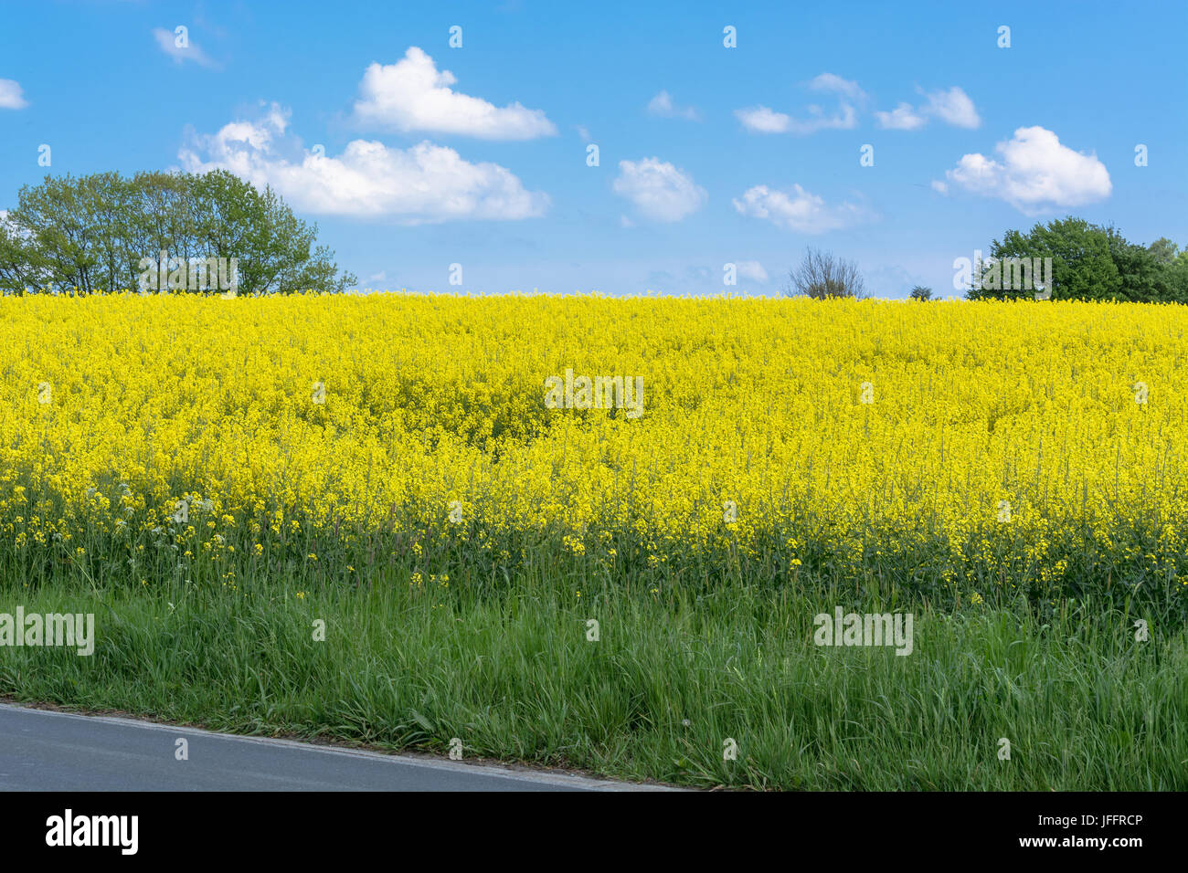 Blooming canola field con il blu del cielo Foto Stock