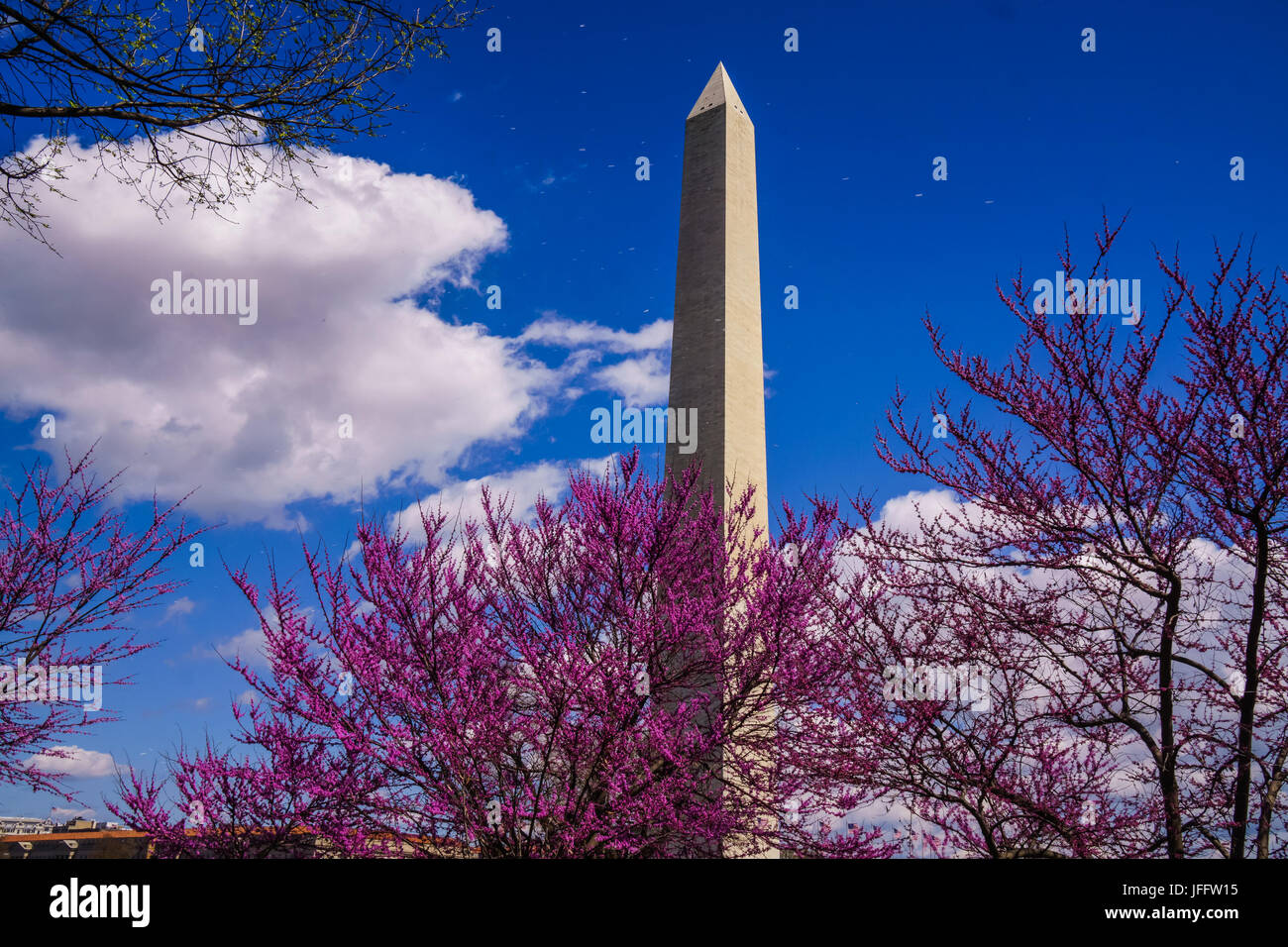 Fiori di Ciliegio in Washington DC, Primavera 2016 Foto Stock