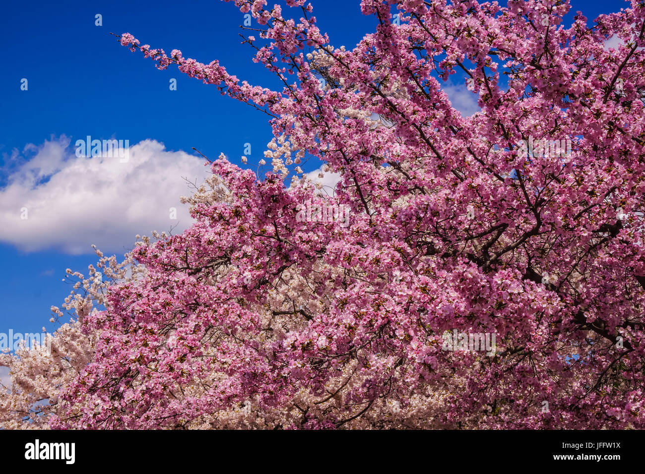 Fiori di Ciliegio in Washington DC, Primavera 2016 Foto Stock