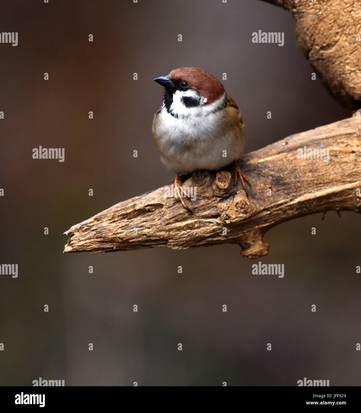Sparrow; passera mattugia; Passer montanus; Foto Stock