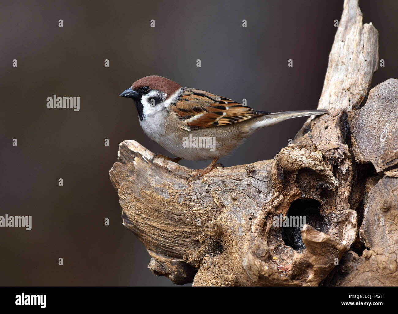 Sparrow; passera mattugia; Passer montanus; Foto Stock