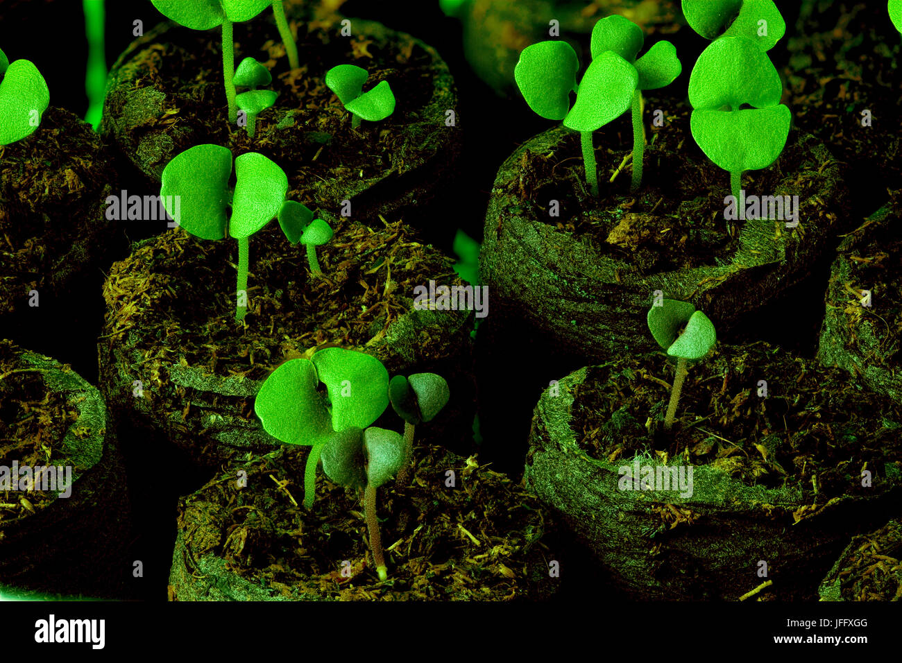 Germogli verdi la coltivazione di piantine Foto Stock