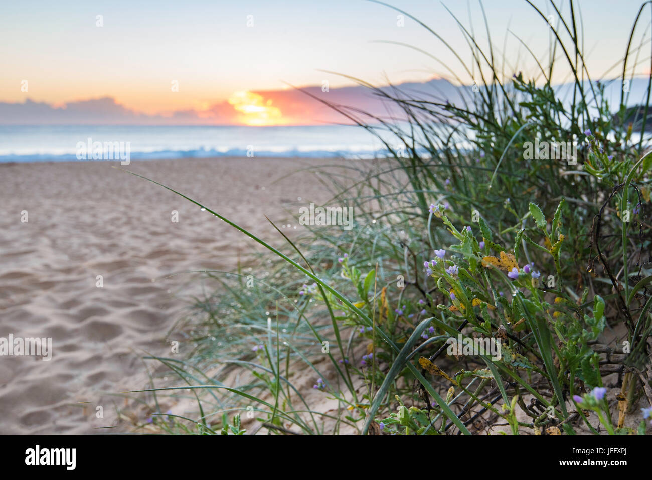 Piante australiane native che crescono su una duna di sabbia accanto a un percorso di ingresso a Black Head Beach sulla costa centrale nord del nuovo Galles del Sud, Australia Foto Stock