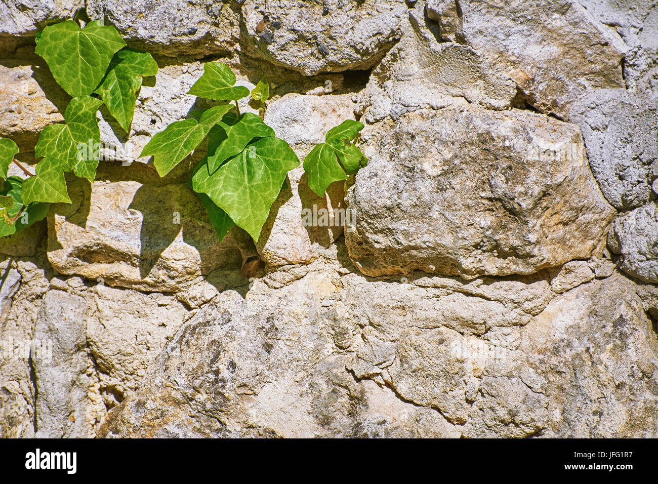 Verde Edera inglese Foto Stock